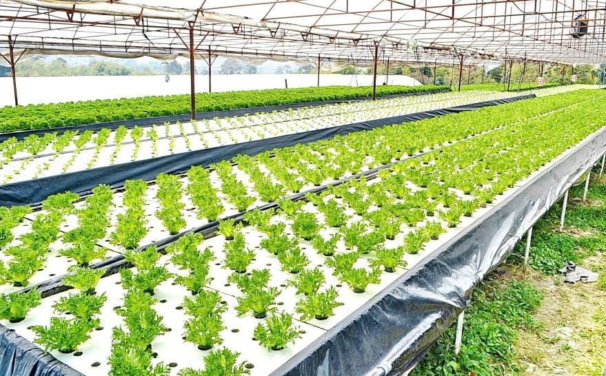 Brasnorte é contemplada com projeto de Aquaponia para fortalecer agricultura familiar